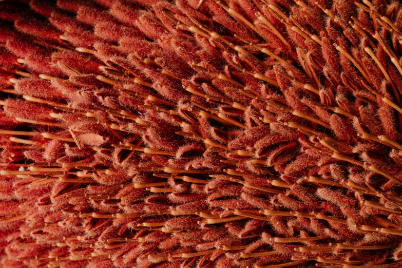 a close up of a bunch of red flowers, featured on zbrush central, hurufiyya, wet shredded red meat, microscopic view, uluru, textiles