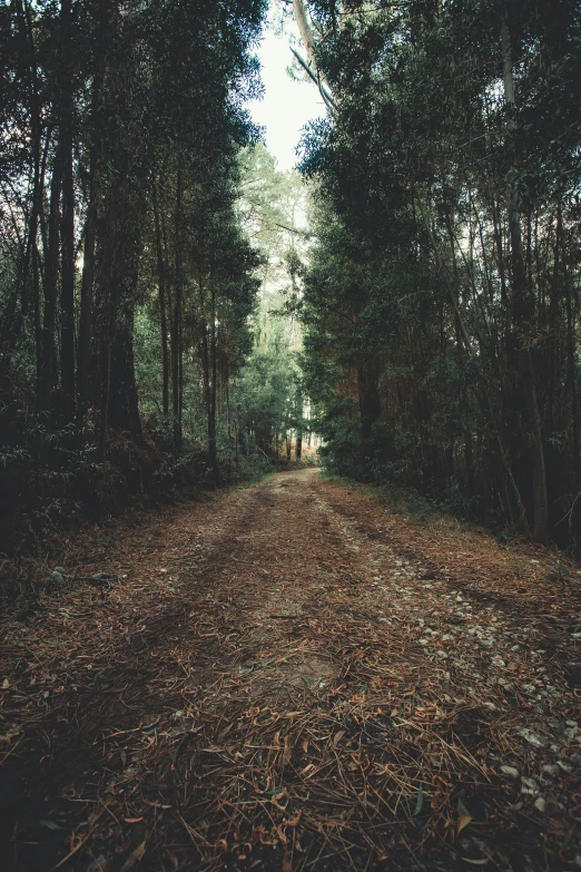 a dirt road in the middle of a forest, inspired by Elsa Bleda, unsplash contest winner, australian tonalism, 2 5 6 x 2 5 6 pixels, eucalyptus, multiple stories, ((forest))