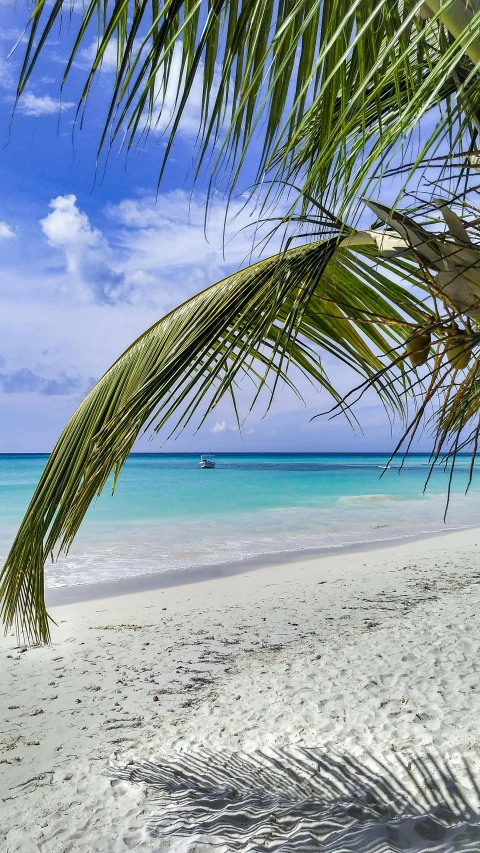 a palm tree sitting on top of a sandy beach, on the ocean, profile image