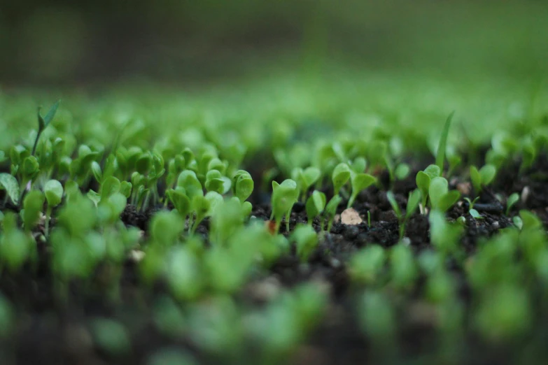 a close up of small sprouts of grass, by Jessie Algie, unsplash, lettuce, nitrogen-rich soil, animation, low depth of field