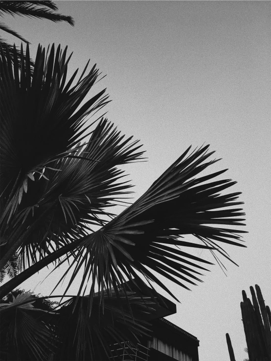 a black and white photo of a palm tree, by Nathalie Rattner, hurufiyya, cinematic. by leng jun, various posed, iphone picture, low detailed