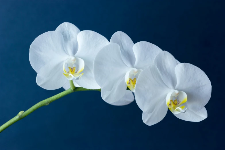 three white orchids against a blue background, a portrait, unsplash, high - resolution photograph, rendered image, dark blue, moonstone