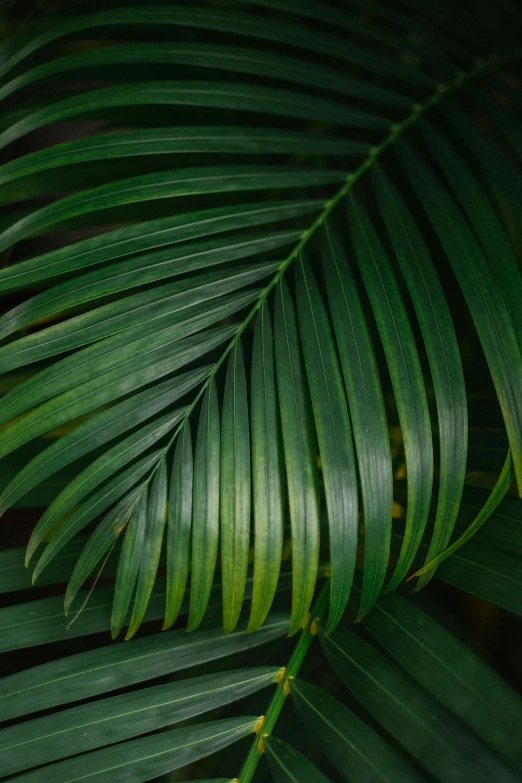a close up of a green palm leaf, trending on pexels, on a dark background, still life photo of a backdrop, multi - layer, multiple stories