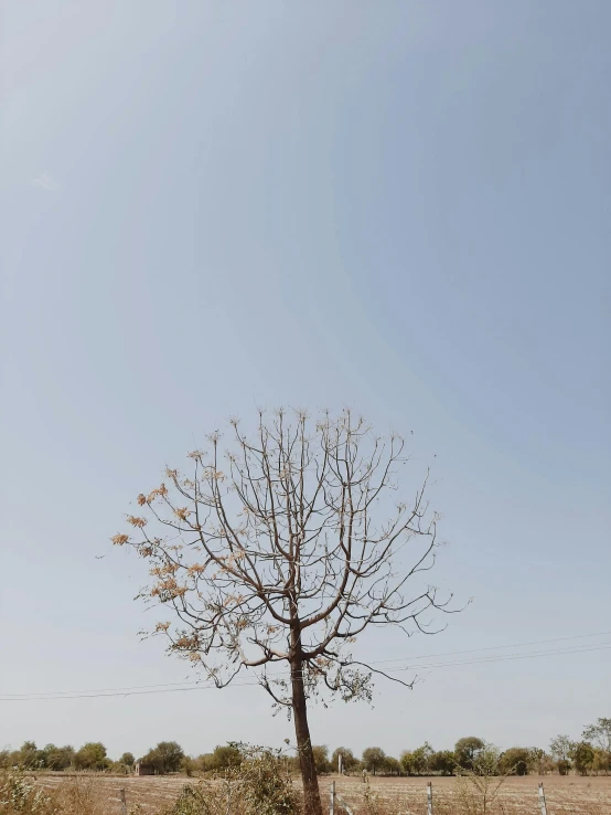 a lone tree in the middle of a field, inspired by Zhang Kechun, postminimalism, trending on vsco, leaves on branches, assamese aesthetic, clear sky