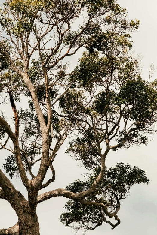 a giraffe standing on top of a lush green field, an album cover, trending on unsplash, australian tonalism, crows on the oak tree, branches composition abstract, eucalyptus, arborescent architecture