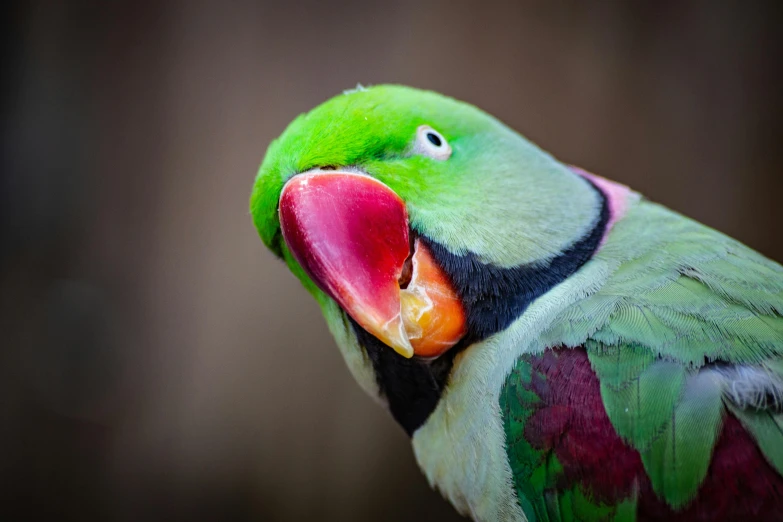 a close up of a parrot with its mouth open, by Peter Churcher, trending on pexels, renaissance, green and pink, closeup at the food, a high angle shot, front portrait