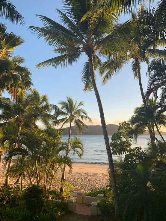 a view of a beach with palm trees in the foreground, happening, mountains and ocean, evening sun, instagram post, great barrier reef