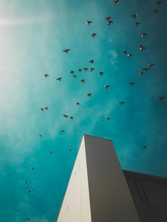 a flock of birds flying over a tall building, by Niko Henrichon, unsplash contest winner, trending on vsco, blue skies, spores floating in the air, 2 0 0 0's photo