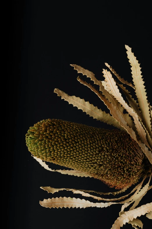 a close up of a flower on a black background, by Elizabeth Durack, renaissance, preserved museum piece, coxcomb, looking away from camera, corn