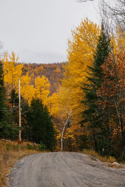 a dirt road in the middle of a forest, vibrant but dreary gold, quebec, slide show, explore