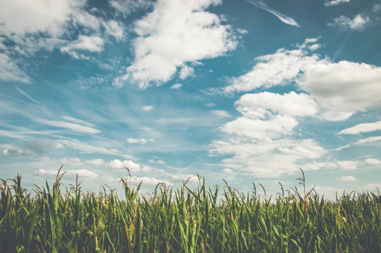 a field of tall grass under a blue sky, by Matt Cavotta, unsplash, cotton clouds, multiple stories, corn, background image