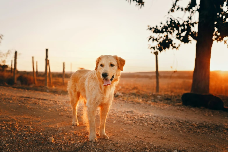 a dog standing on a dirt road next to a tree, pexels contest winner, golden hues, aussie, aged 13, blonde