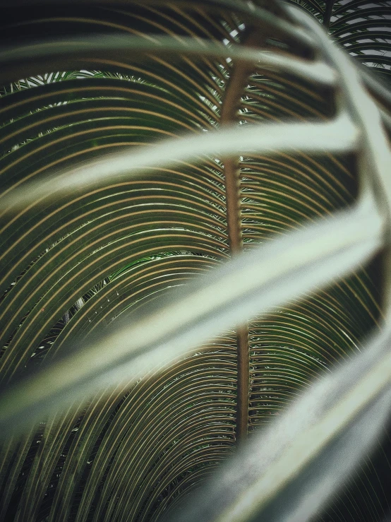 a close up of a palm leaf with a blurry background, by Andrée Ruellan, unsplash, shot on expired instamatic film, worm\'s eye view, curved trees, intricate illuminated lines