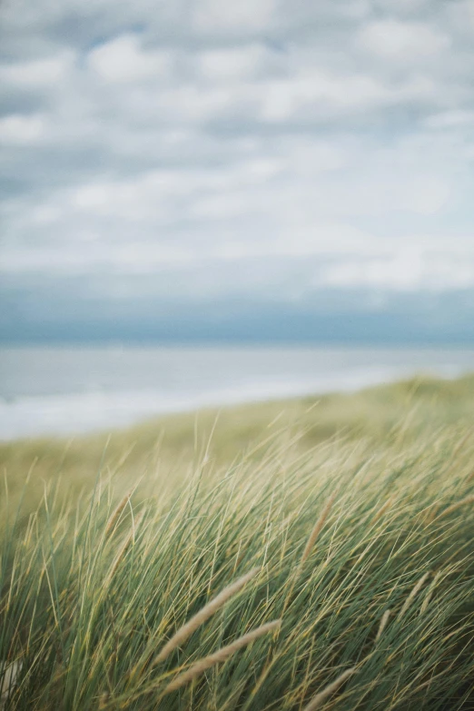 a giraffe standing on top of a lush green field, a picture, unsplash, minimalism, windy beach, nordic, reeds, hasselblad photography