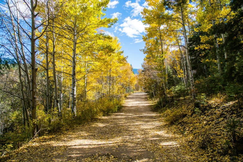 a dirt road surrounded by trees with yellow leaves, by Whitney Sherman, colorado, fan favorite, explore, thumbnail