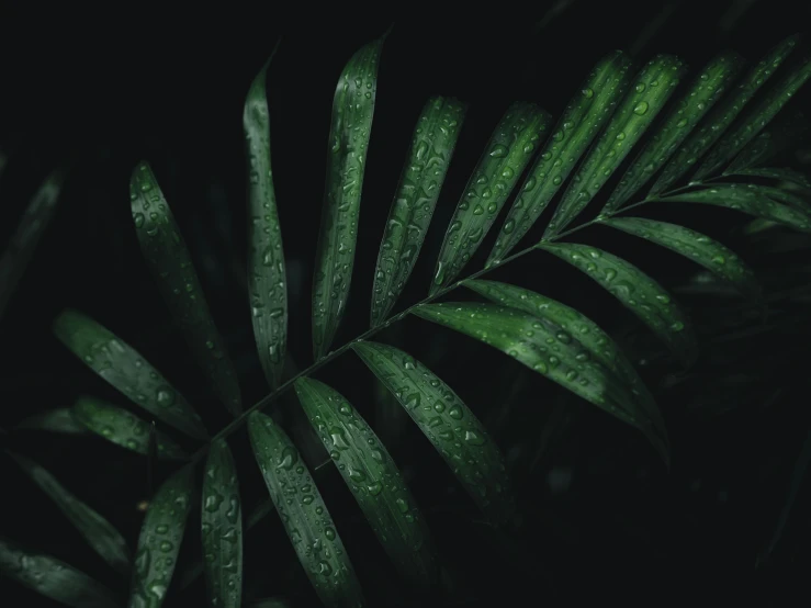 a green leaf with water droplets on it, an album cover, inspired by Elsa Bleda, trending on pexels, hurufiyya, dark jungle, fronds, 4 k hd wallpapear, **cinematic