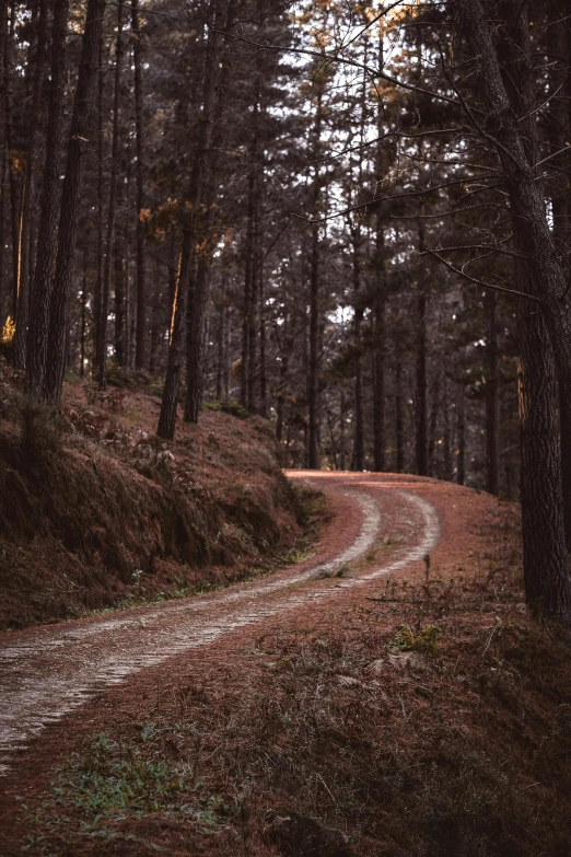 a dirt road in the middle of a forest, winding around trees, dark pine trees, flat curves, crisp lines