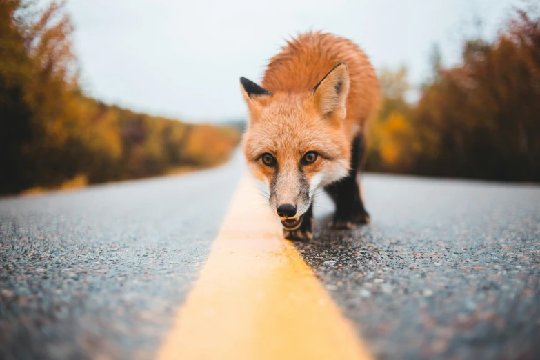 a red fox walking down the middle of a road, an album cover, by Sebastian Vrancx, pexels contest winner, mixed animal, up close, quebec, having a snack