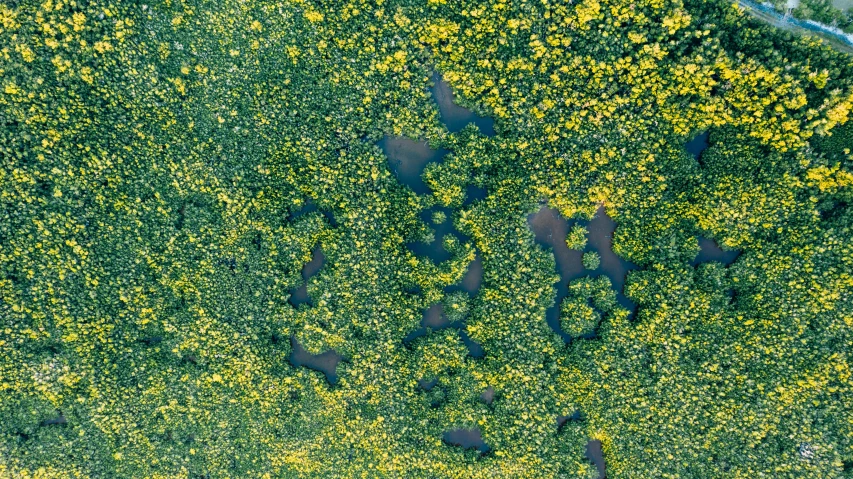 a bird's eye view of a field of yellow flowers, inspired by Attila Meszlenyi, pexels, conceptual art, overgrown with aquatic plants, mangrove swamp, instagram photo, lichen