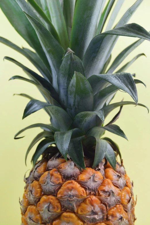 a close up of a pineapple on a table, vibrantly lush, on clear background, from the front, uncrop