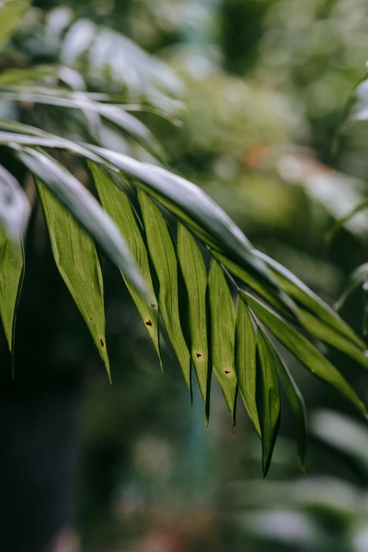 a bird sitting on top of a tree branch, inspired by Elsa Bleda, trending on pexels, tree ferns, close up of iwakura lain, large leaves, high angle close up shot