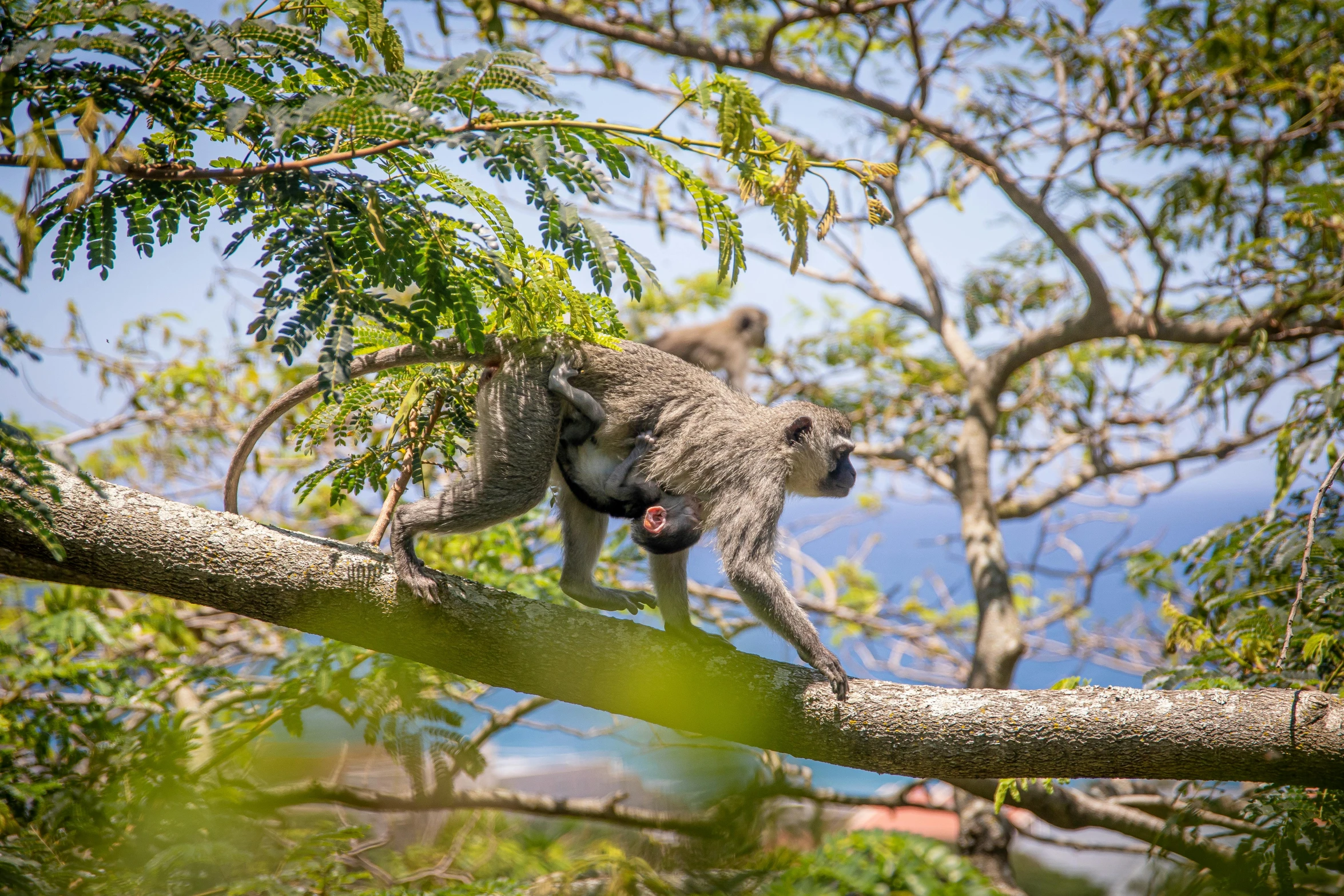 a monkey walking on top of a tree branch, by Daniel Lieske, pexels contest winner, renaissance, two male, thumbnail, full frame image, jamaica