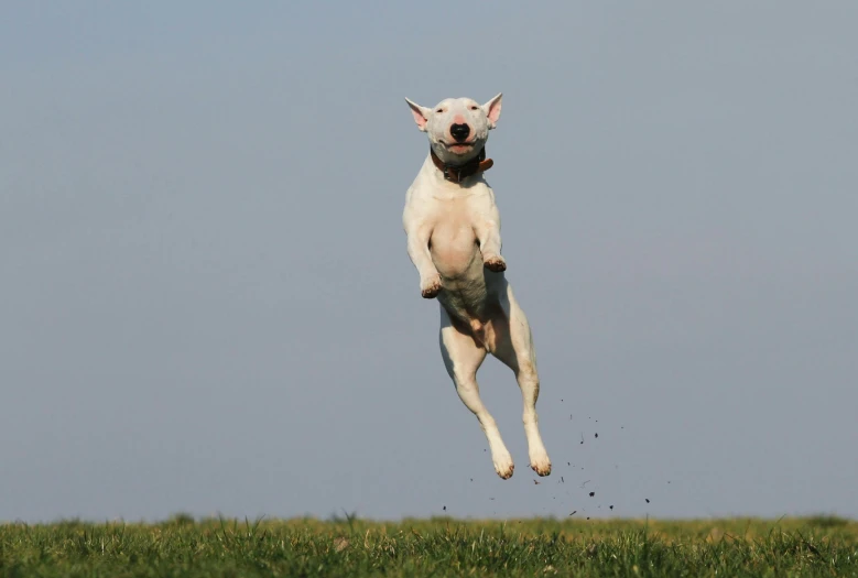 a dog jumping in the air to catch a frisbee, inspired by Elke Vogelsang, pexels contest winner, intense albino, hairless, animation, australian
