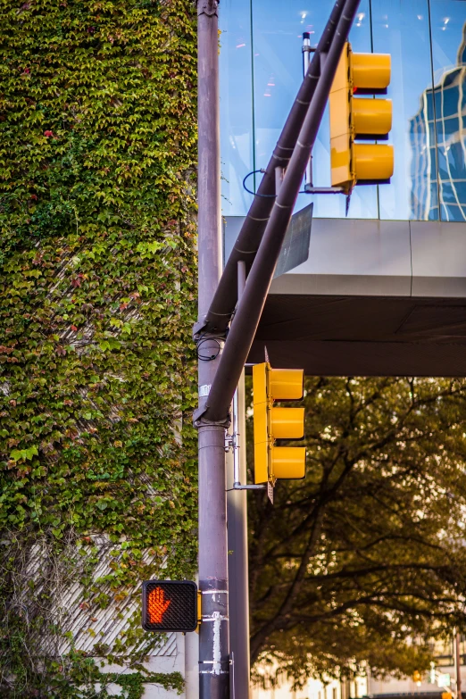 a traffic light hanging off the side of a building, a photo, by Sven Erixson, unsplash, conceptual art, vegetal architecture, the yellow creeper, glass and steel, full frame image
