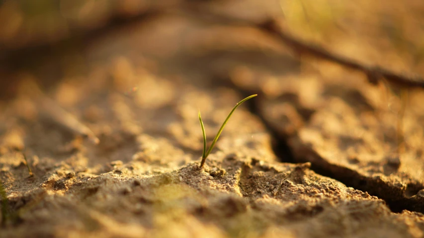 a small plant sprouting out of the ground, a macro photograph, by Eglon van der Neer, unsplash, land art, multiple stories, geology, animation still