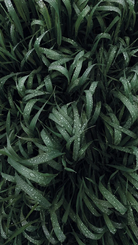 a bush of grass with water droplets on it, an album cover, trending on pexels, birdseye view, sustainable materials, vegetation tentacles, dark. no text