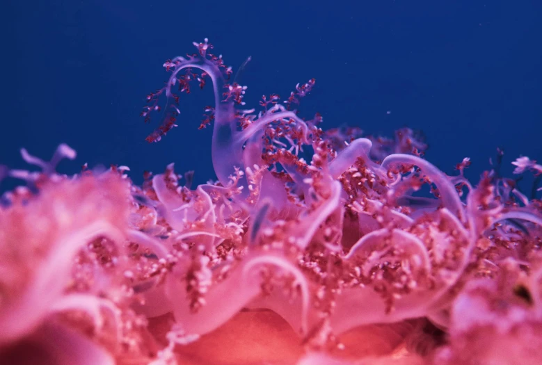 a close up of a pink flower on a blue background, a microscopic photo, by Nathalie Rattner, unsplash, plasticien, sea weed, full body close-up shot, chaotic sea setting, intricate artwork. octane render