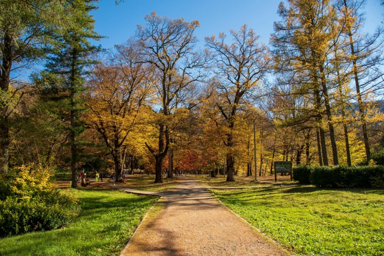 a path in the middle of a park surrounded by trees, shades of gold display naturally, villany, thumbnail, spacious