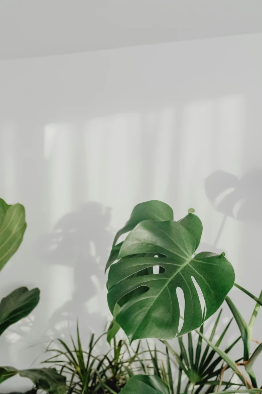 a room filled with lots of different types of plants, by Robbie Trevino, trending on unsplash, light and space, monstera deliciosa, white background with shadows, front profile shot, low angle wide shot