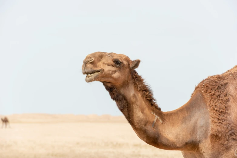 a camel standing on top of a dry grass covered field, pexels contest winner, arabesque, plain background, licking out, caramel, portrait of tall