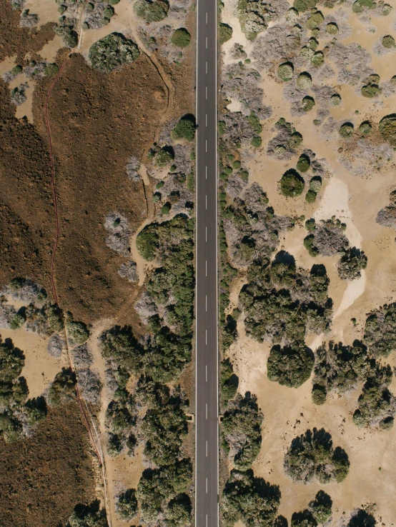 an aerial view of a road surrounded by trees, an album cover, unsplash, photorealism, ignant, sydney park, displacement mapped, half image