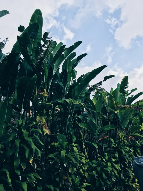 a fire hydrant sitting in the middle of a lush green field, trending on unsplash, sumatraism, banana trees, big leaves, tumblr aesthetic, tall corn in the foreground