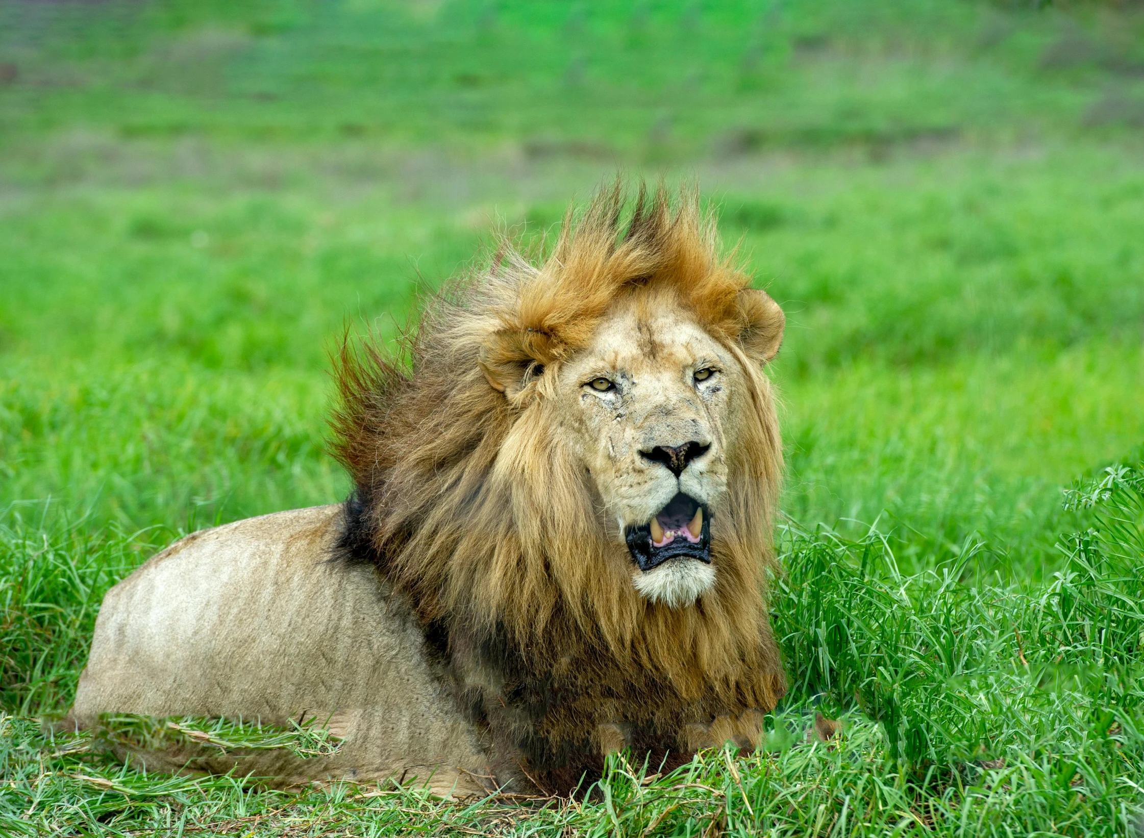 a lion that is laying down in the grass, a portrait, pexels contest winner, hurufiyya, sitting on green grass, very kenyan, wild hairs, proud