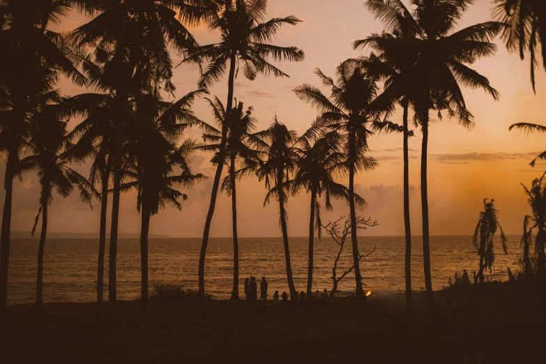 a group of people standing on top of a beach next to palm trees, pexels contest winner, warm hues, sri lanka, trees outside, in the evening