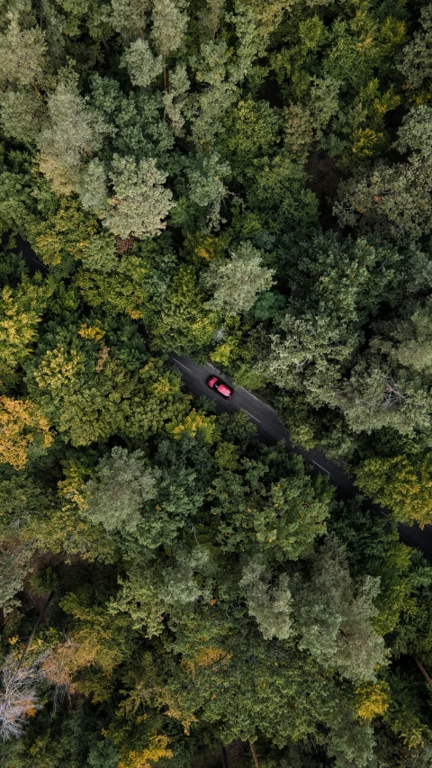 a car driving down a road in the middle of a forest, top down, slightly red, rich greenery, thumbnail