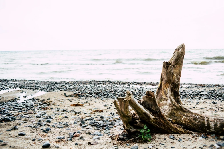 a piece of wood sitting on top of a sandy beach, unsplash, visual art, background image, rocky shore, tree stump, grey