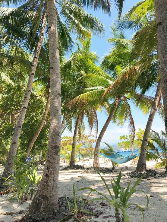 a hammock between two palm trees on a beach, lush garden surroundings, white sandy beach, daytime, secluded