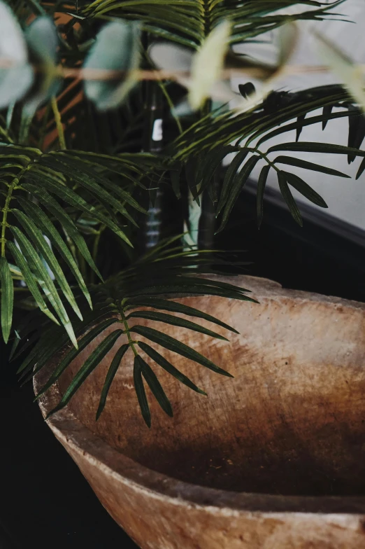 a wooden bowl sitting on top of a table next to a plant, inspired by Elsa Bleda, trending on unsplash, palms, upclose, lush, corners