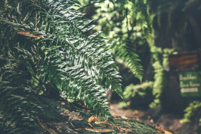 a green plant sitting on top of a lush green forest, an album cover, inspired by Elsa Bleda, unsplash, australian tonalism, fern, forest picnic, low depth of field, brightly-lit