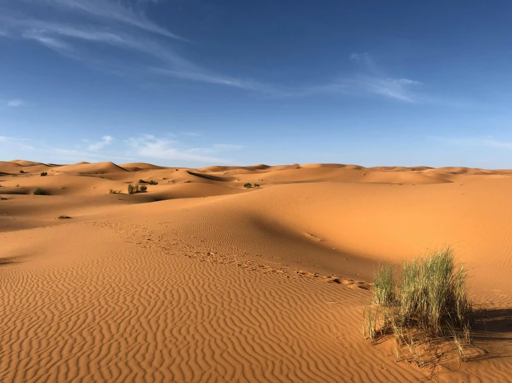 a lone plant in the middle of a desert, pexels contest winner, les nabis, tuareg, an expansive grassy plain, red sand, panoramic shot