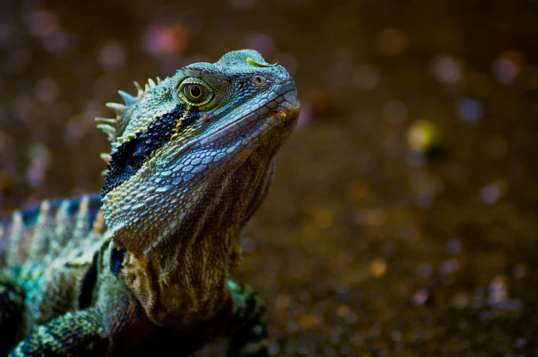 a close up of a lizard on the ground, by Adam Marczyński, pexels contest winner, water dragon, australian, portrait”, multicoloured