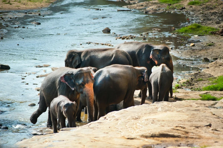 a herd of elephants standing next to a river, unsplash, hurufiyya, sri lanka, thumbnail, bright sunny day, 🦩🪐🐞👩🏻🦳