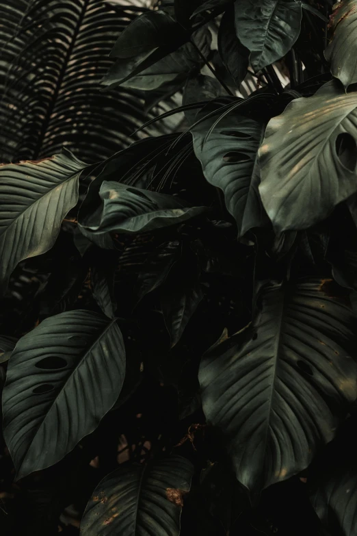 a close up of a plant with lots of leaves, unsplash contest winner, baroque, dark jungle, wrapped in black, low quality photo, multiple stories