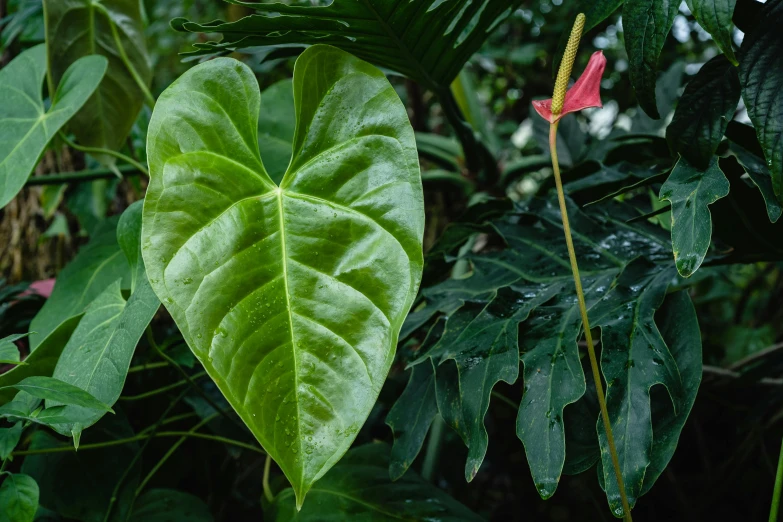 a large green leaf sitting on top of a lush green forest, pexels contest winner, art nouveau, tropical flower plants, phot