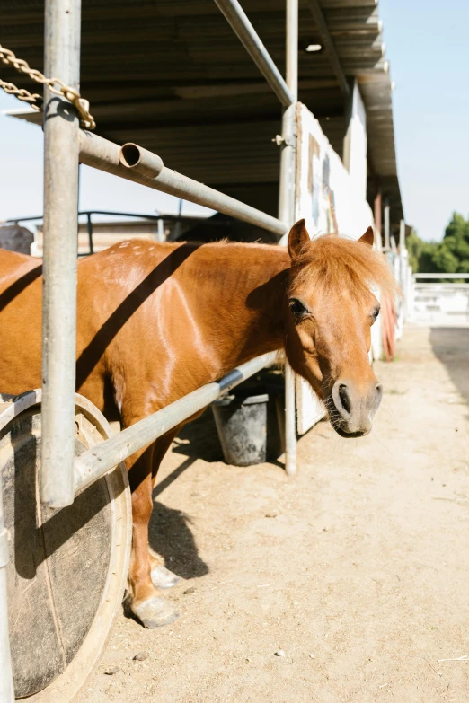 a brown horse standing on top of a dirt field, inside a barn