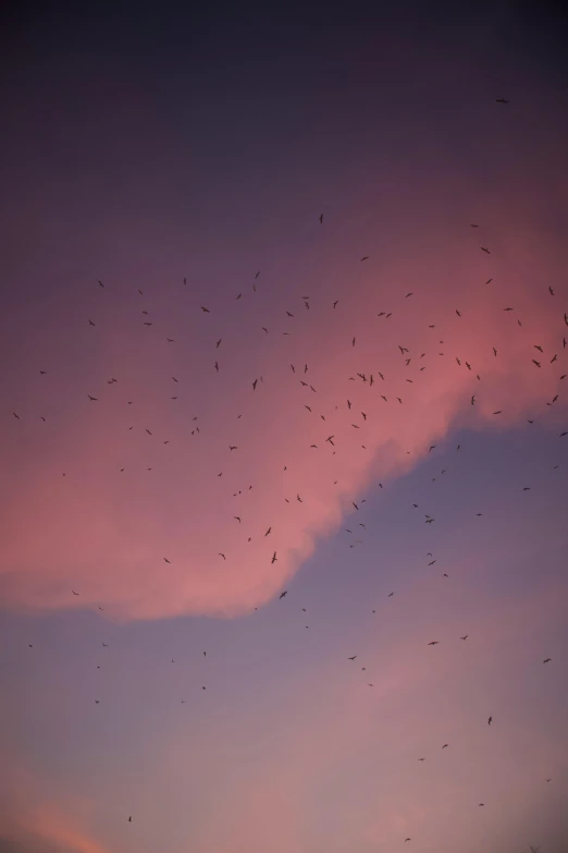 a flock of birds flying in the sky, by Attila Meszlenyi, ((sunset)), real bats, pink mist, minn